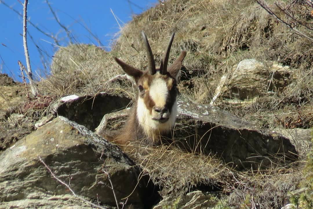 Camoscio sulle montagne di Bardonecchia - Maria Rita Brun